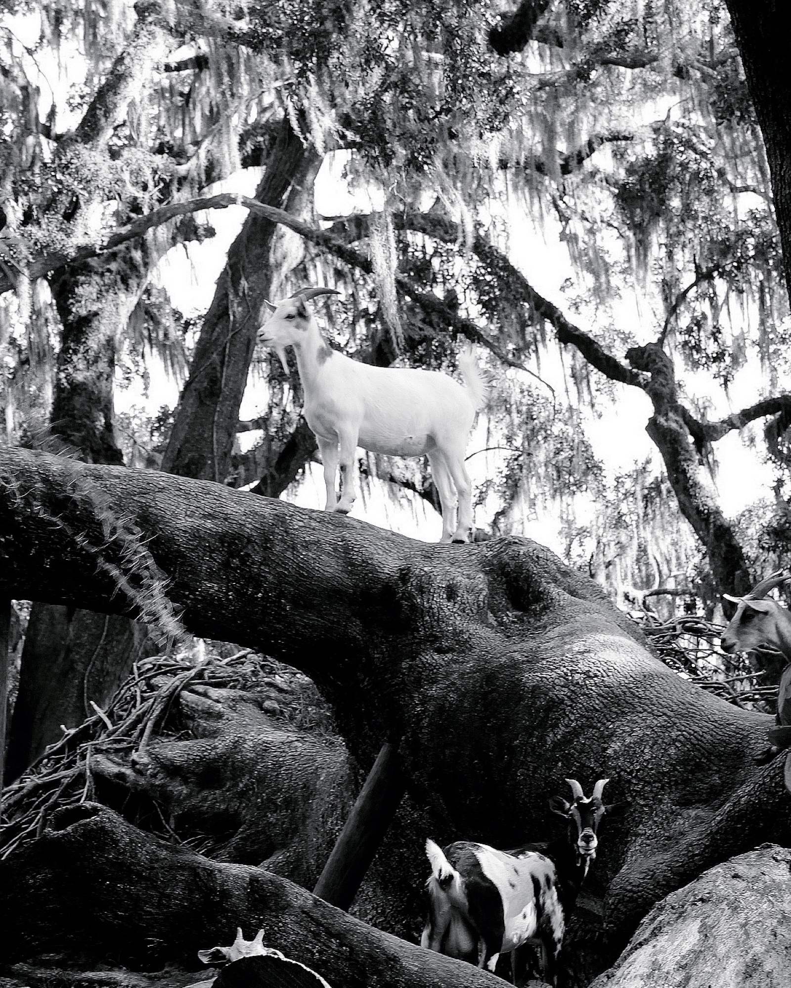 Black-and-white — goats beneath a tree