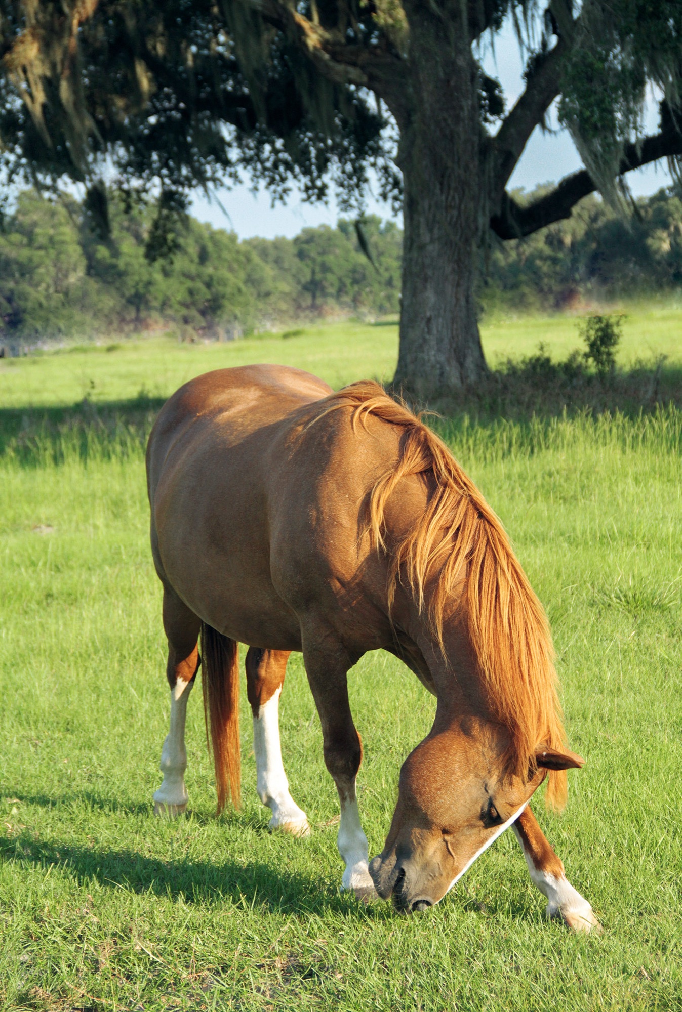 Equine portrait