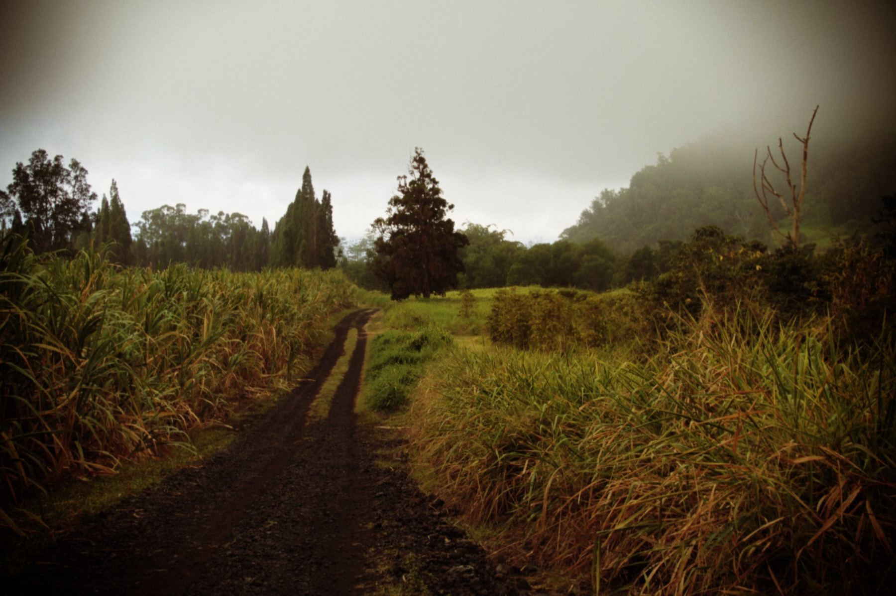 Nature